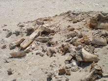 Rally Dakar destruyó yacimiento arqueológico en desierto Atacama