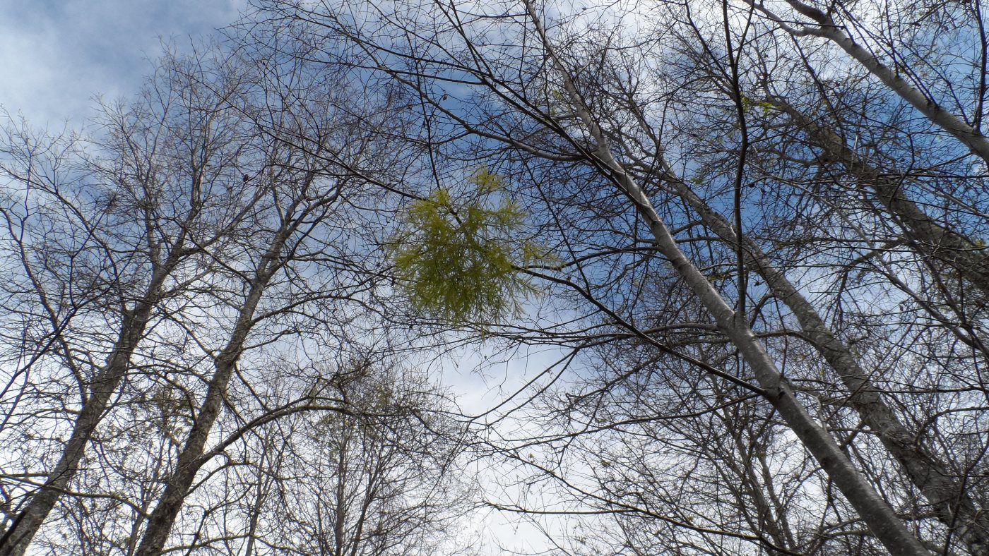 el bosque el cielo