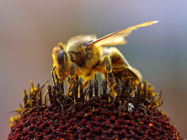 taking raw bee pollen benefits risks