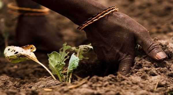 fao anno internazionale dei suoli 2015