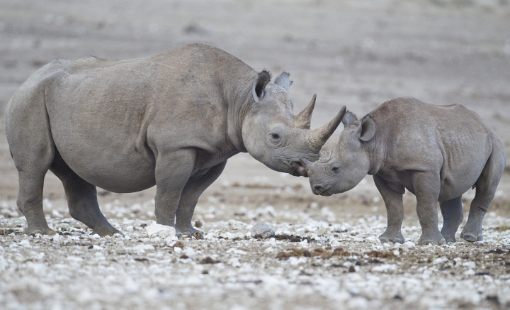 Quasi 23.000 specie stanno per estinguersi