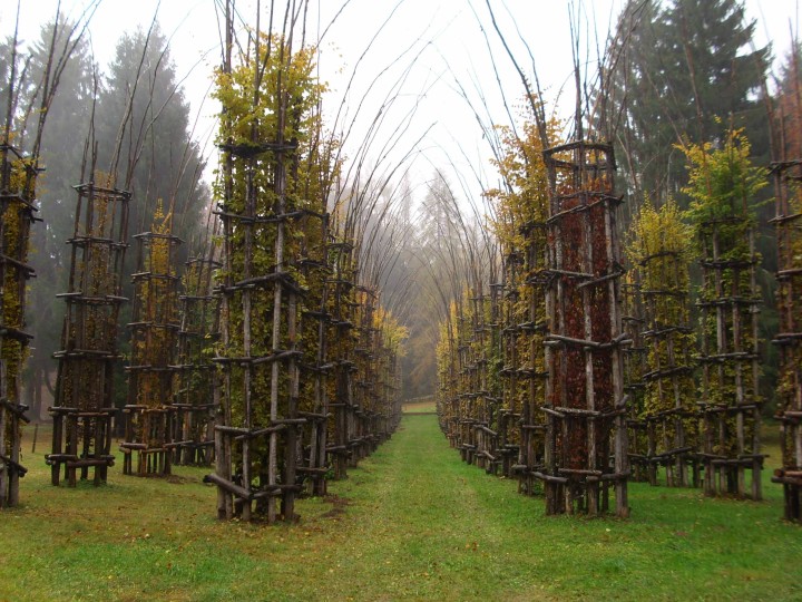 Arte Sella cattedrale alberi