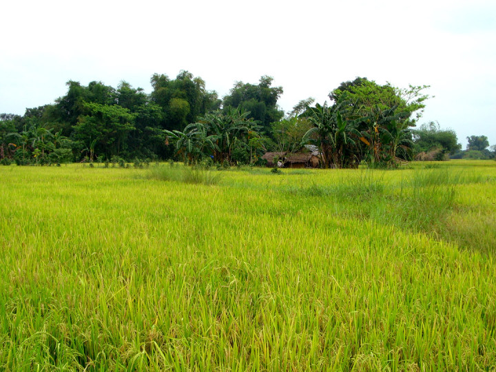 Gmo Vs Biodiversity