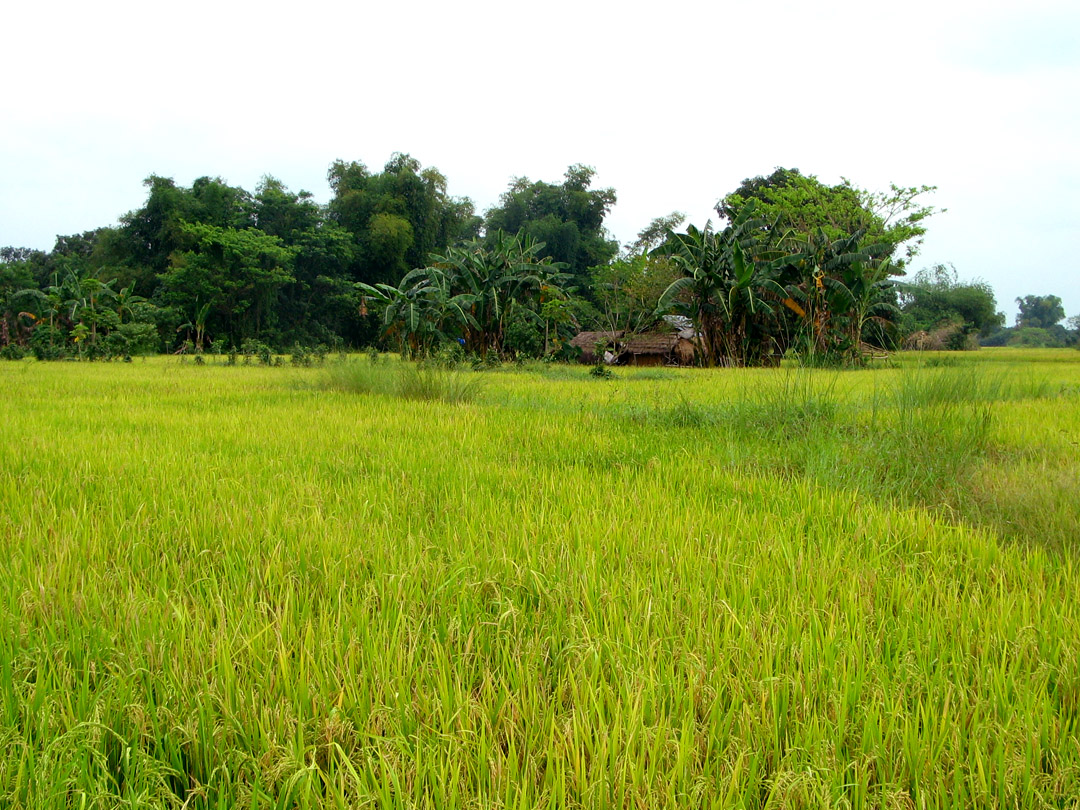 GMO vs Biodiversity