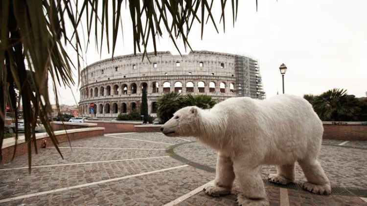 orso polare a Roma