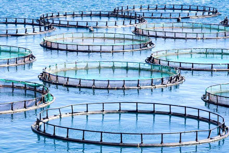 Tierzucht in Aquakultur eine neue Form der Massentierhaltung
