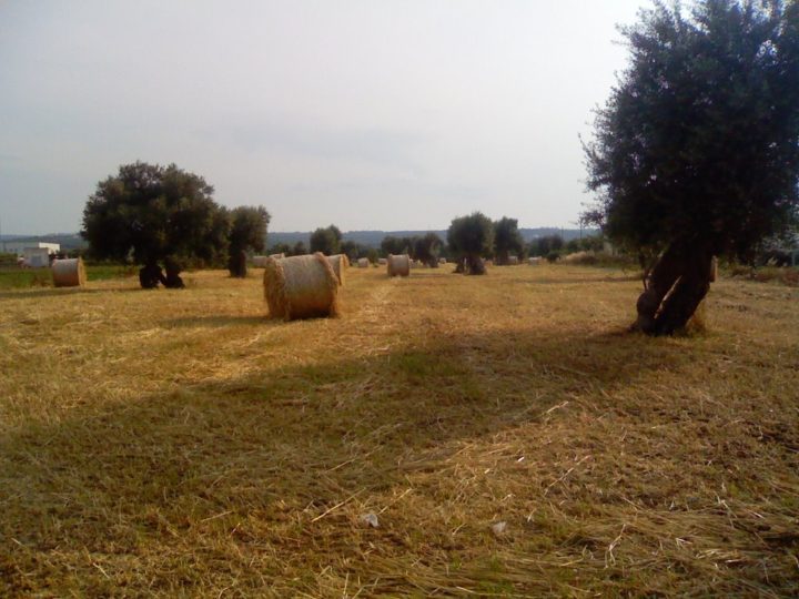 paesaggio_della_campagna_monopolitana