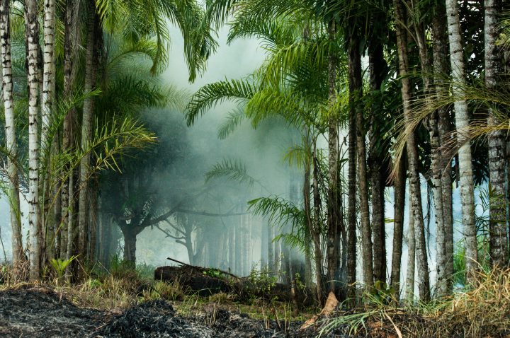 Offener Brief von 340 NGOs aus aller Welt an die EU, Mercosur zu stoppen, solange Brasilien Menschenrechte missachtet, den Klimawandel leugnet und Umweltverbrechen begeht