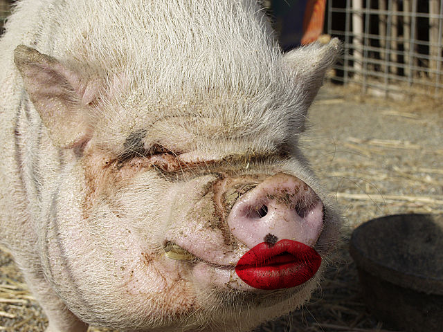 This Pig Has Really, Really Good Lipstick