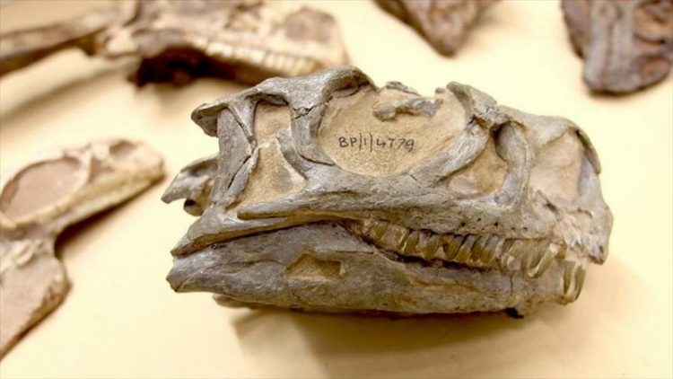Les archéologues découvrent de nouvelles espèces de dinosaures par hasard