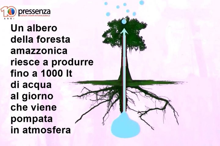 Principio della pompa biologica rappresentato da un albero