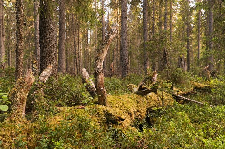 Le foreste sono fondamentali nella lotta ai cambiamenti climatici – Biden sarà all’altezza della sfida?