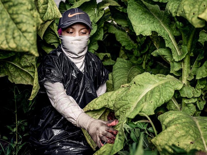 Children Working in Terrifying Conditions in US Agriculture