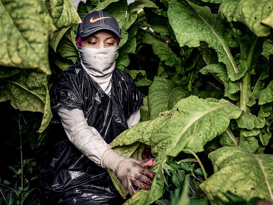 Children Working In Terrifying Conditions In US Agriculture