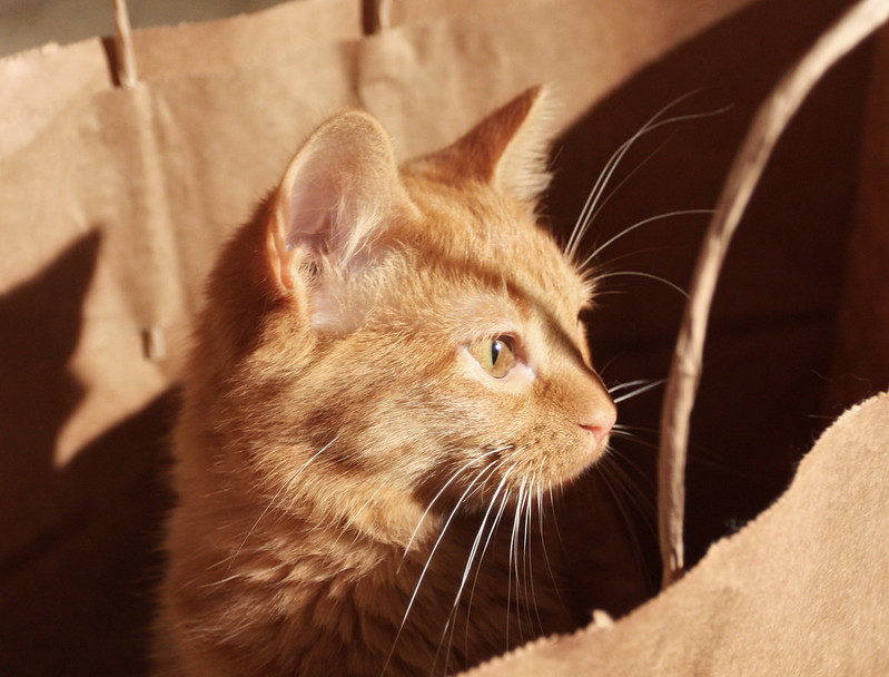 Le chat est sorti du sac (2020 : l'année où nous avons renversé la vapeur)