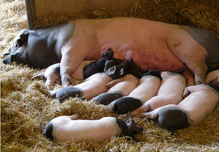 Entscheidung zur Kastenstandhaltung von Zuchtsauen erneut verschoben: wir brauchen eine Tierschutzwende!