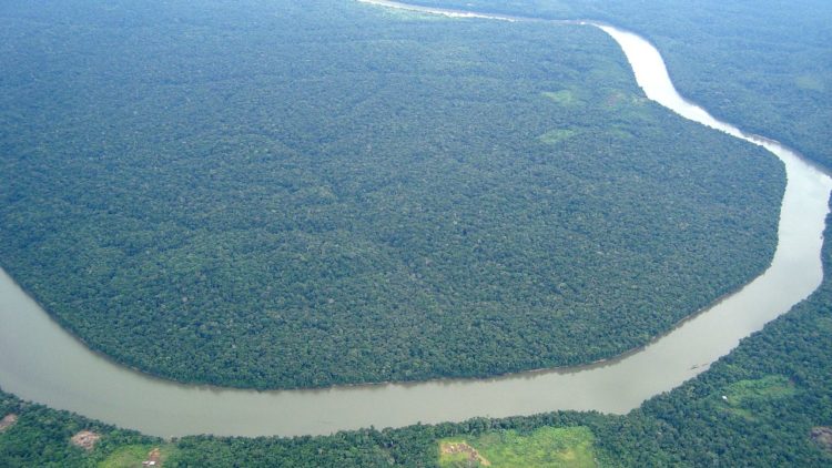 Amazonas-Regenwald von lebensbedrohlichen Dürren getroffen
