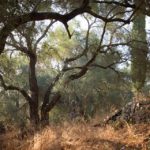 Virtual Global Forum for Water, Earth, Climate, and Diversity
