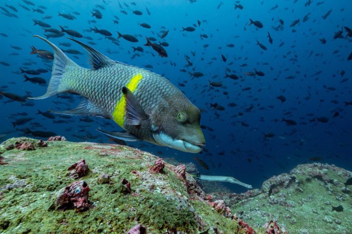 SOS Galápagos