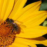 Diritti e doveri umani: gestione sostenibile della biosfera