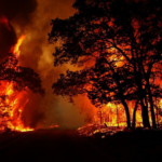 Feux de forêt : arrêtez le massacre, la Kabylie brûle !