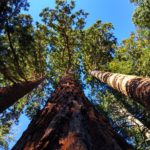 Boundless Dying Trees