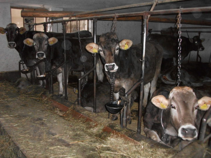 Dänemark beschließt Ausstieg aus der Anbindehaltung von Milchkühen – Deutschland sollte nachziehen