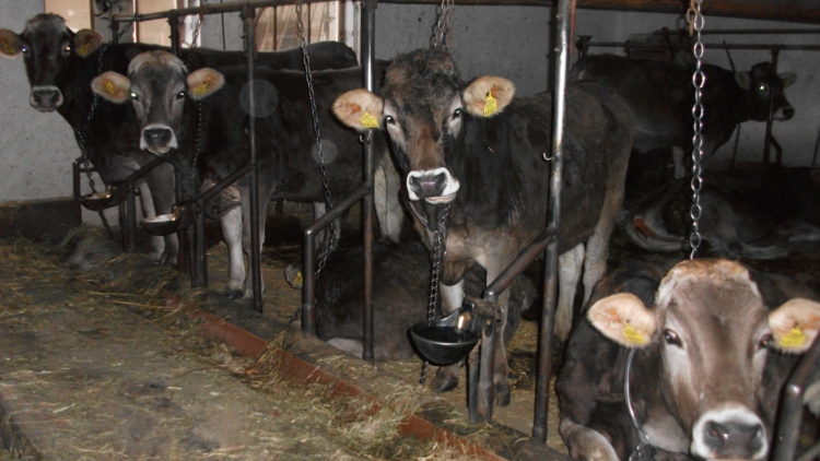 Dänemark beschließt Ausstieg aus der Anbindehaltung von Milchkühen – Deutschland sollte nachziehen