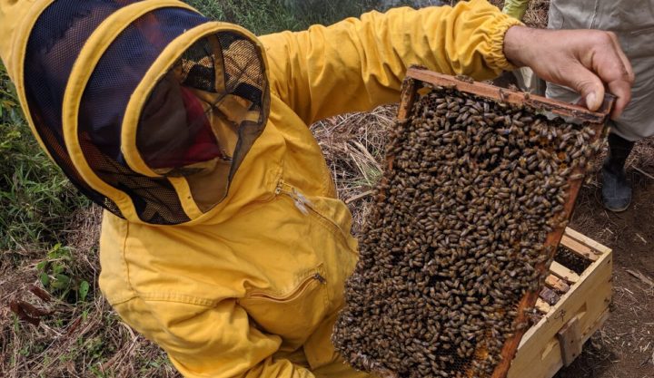 Colombia: Miel de la Montaña, una contribución a la paz