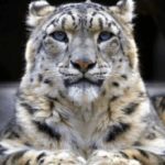 Aumenta vulnerabilidad del leopardo de las nieves, advierten en India