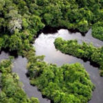 Teile des Amazonasregenwalds könnten bald zur Savanne werden