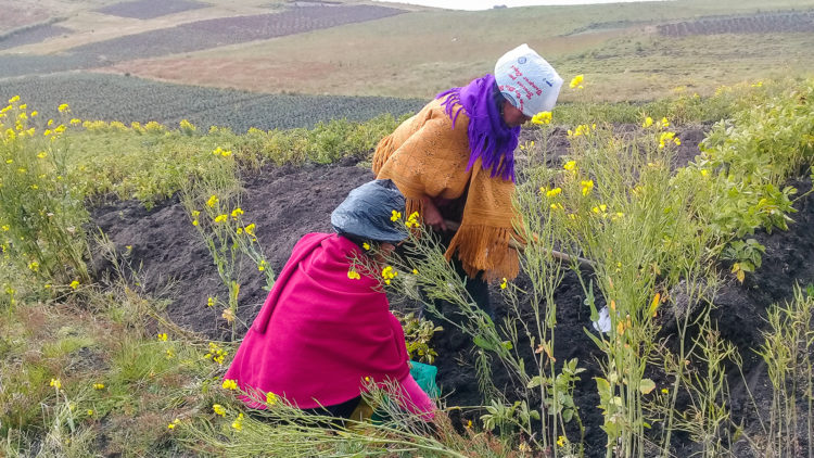 Mujeres realizando labores agrícolas en tierras altas.