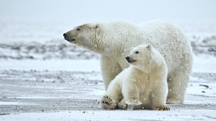 Riesenerfolg für die Eisbären und unser Klima – Gericht kassiert Trumps Genehmigung für ein Offshore-Bohrprojekt in der Arktis