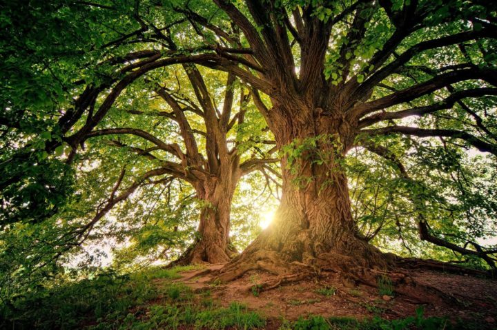 Il bosco è un mondo: intervista al cercatore d’alberi Tiziano Fratus
