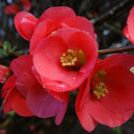 Espinhos