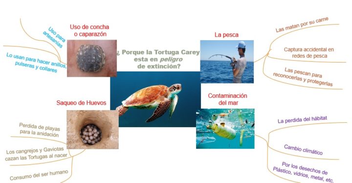 Colombia: ¿Cómo disfrutar del mar sin afectar las especies marinas?