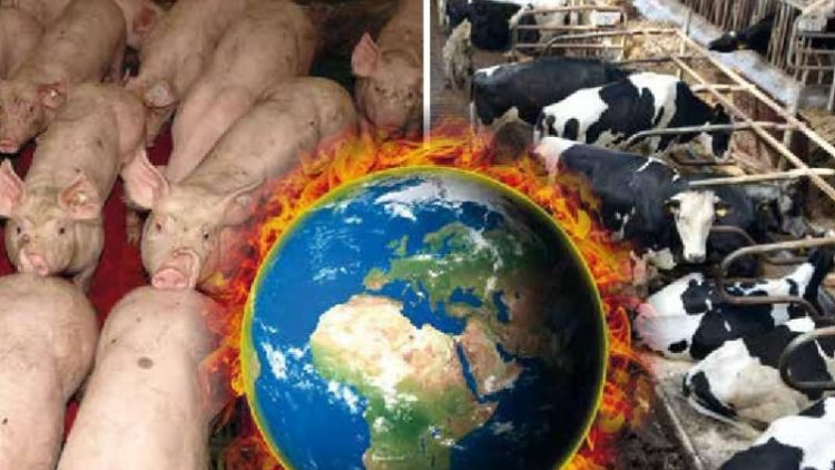 UN-Studie: Fleischkonsum ist größter Naturzerstörer – Agrar- und Ernährungswende überfällig