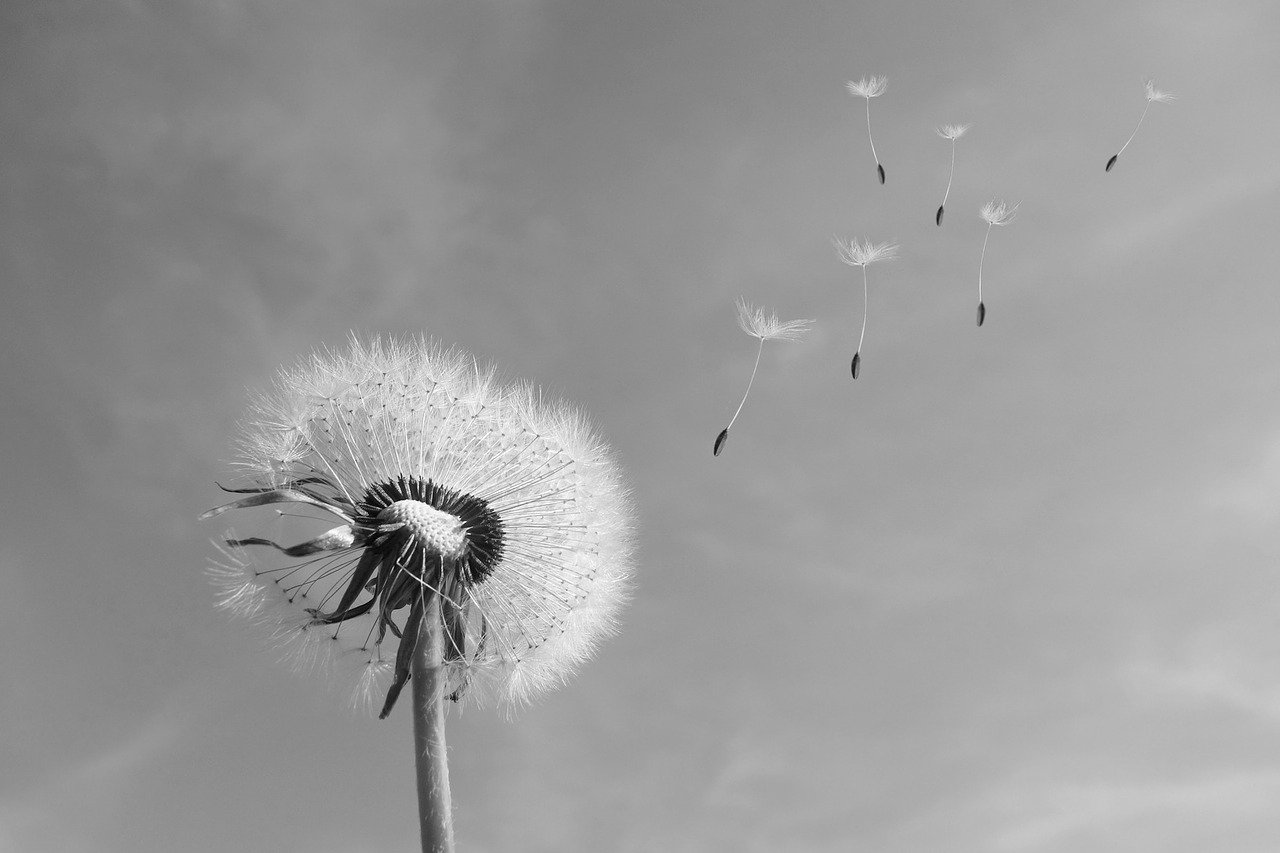 Wind