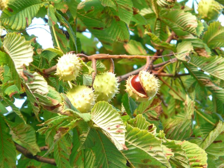 american chestnut blight resistant trees for sale