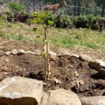 Un Ginkgo biloba issu d’une graine qui a survécu à la bombe nucléaire lancée sur Hiroshima