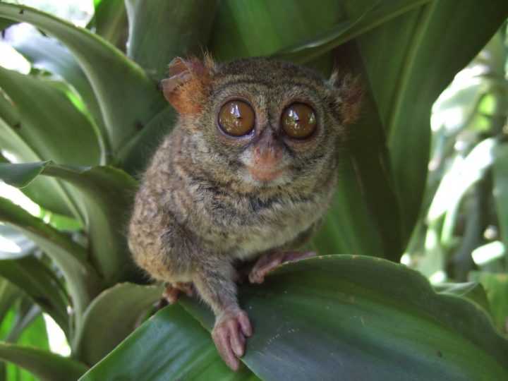 2021 IUCN Report Says Pygmy Tarsiers (Once Believed Extinct) Are Decreasing in Number