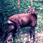 Love for Living Animals: The Polite and Serene Saola