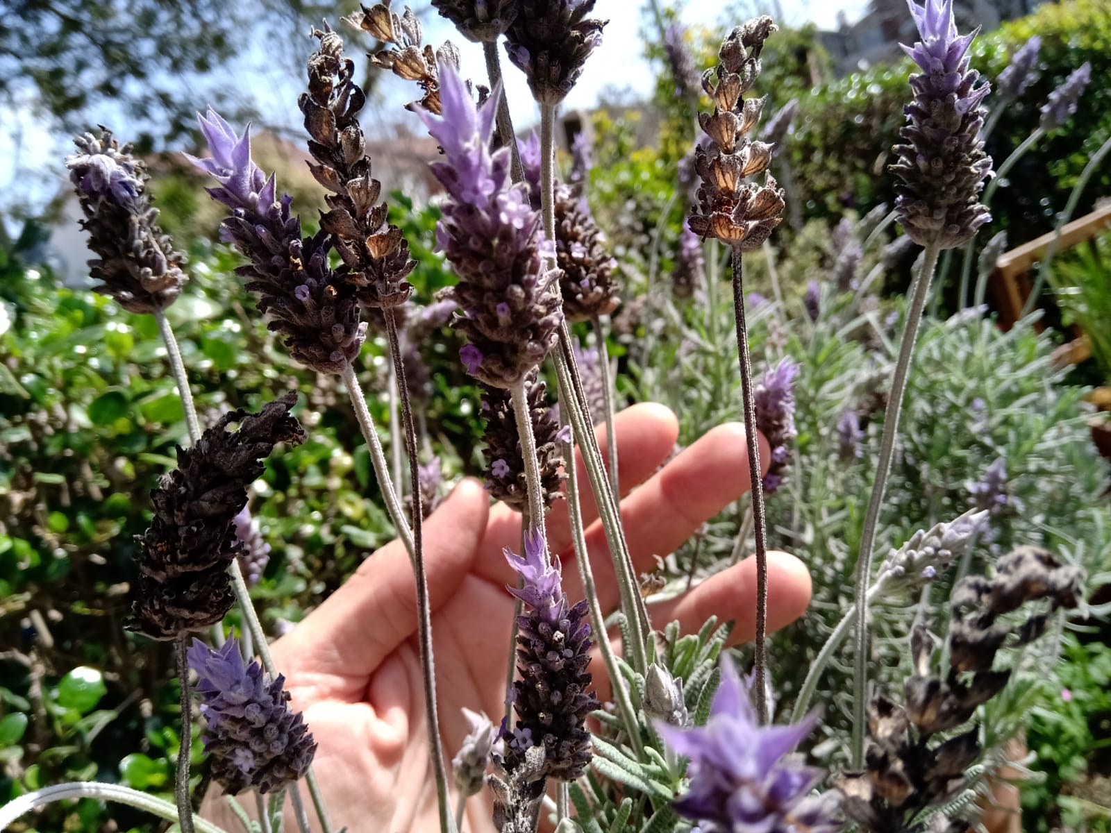 Phytotherapie, Wissen und Erfahrungen 02- "Die Gesundheit in unseren Händen“