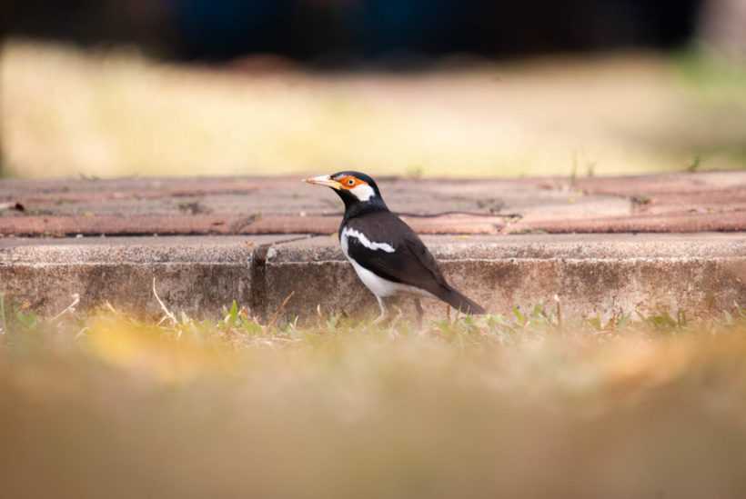 Love For Living Animals One Million Javan Pied Starling Songbirds In Captivity None In The Wild