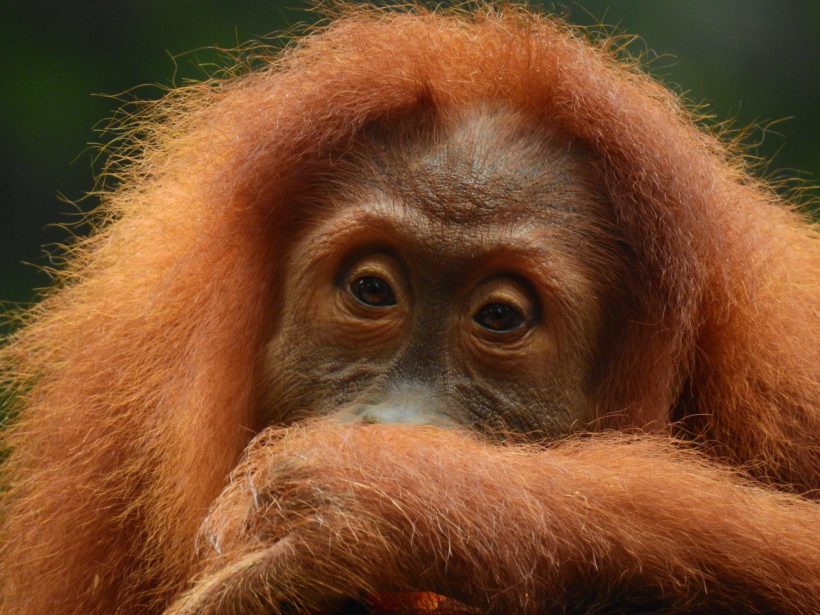 Liebe für lebende Tiere: Orang-Utans, mit 96,4% der menschlichen Gene, sind «Waldmenschen»