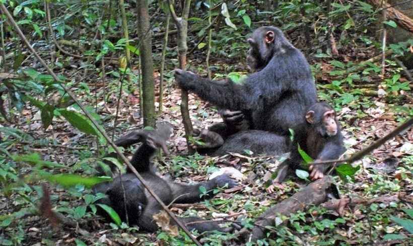 Das Internationale Komitee des Biotopverbundes für den Schutz der Schimpansen