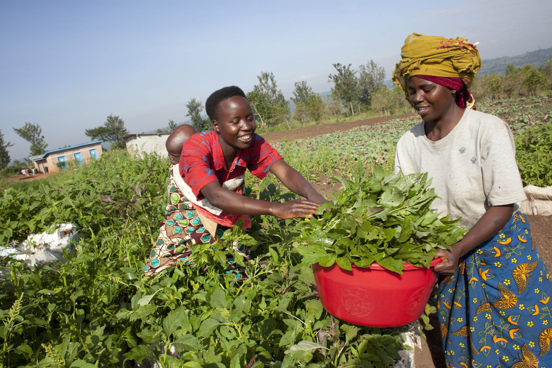 Kleinbauern und Welternährung: gefährlicher Kurswechsel bei den Vereinten Nationen und offener Brief an die FAO