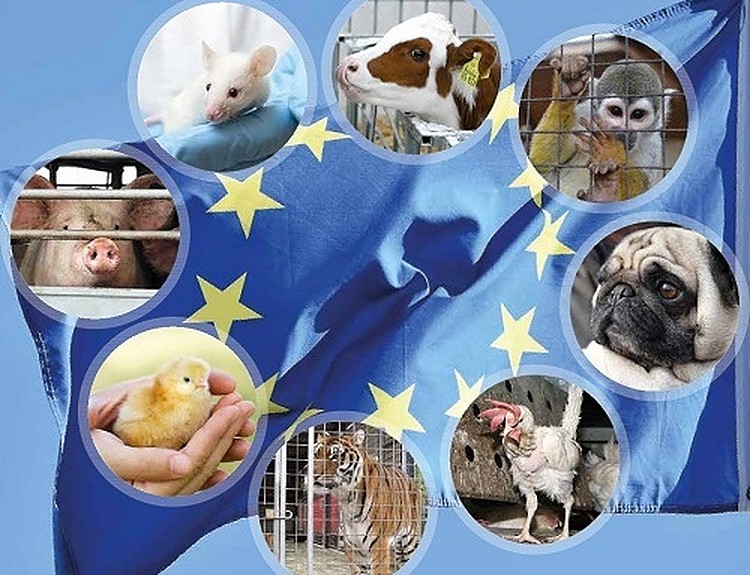 EU-Tierschutzrecht: drastische Verbesserungen nötig