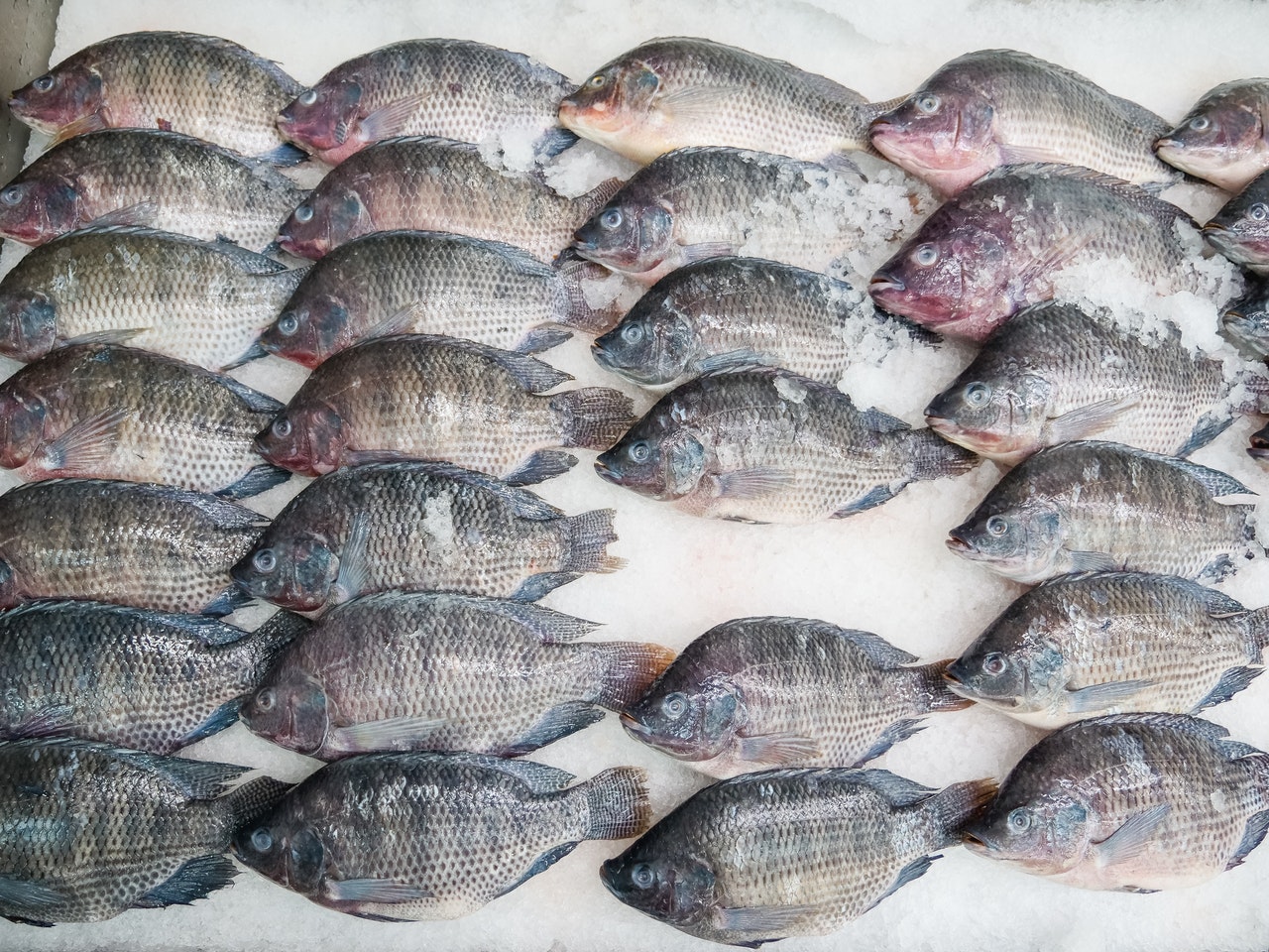FishNet Alliance denounces the introduction of genetically improved tilapia in Nigeria