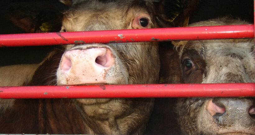 Neues Gutachten: Nationales Verbot von Tiertransporten doch möglich!